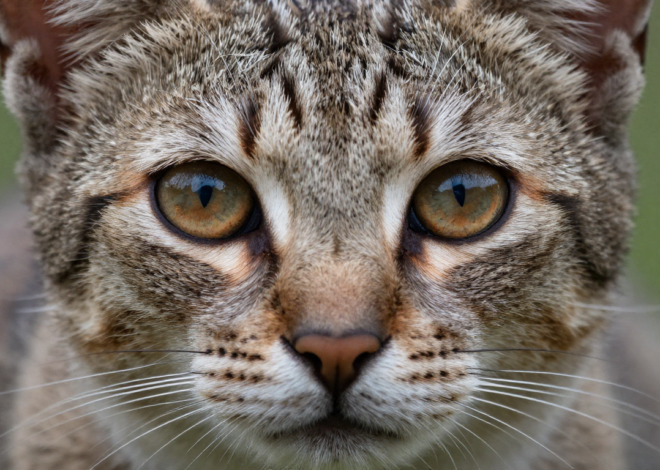 The Surprising Loris Definition You Never Knew — And Why It Matters 2026