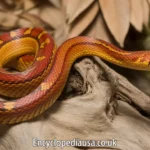 Corn Snake