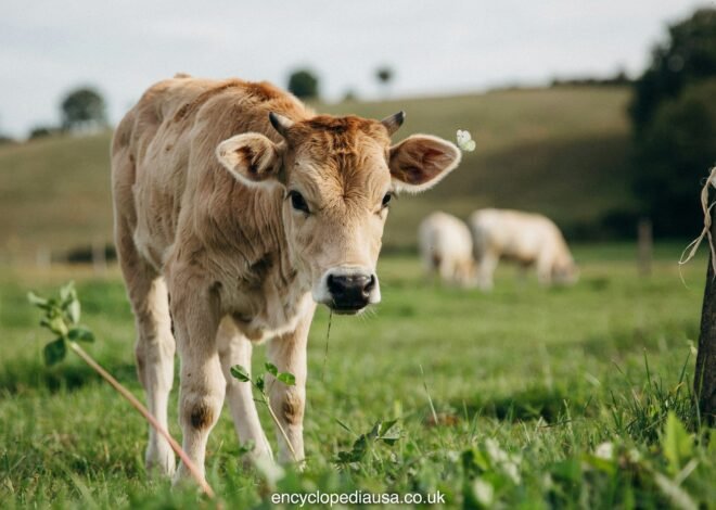 Miniature Zebu: Tiny Cattle, Huge Rewards (and a Few Risks)