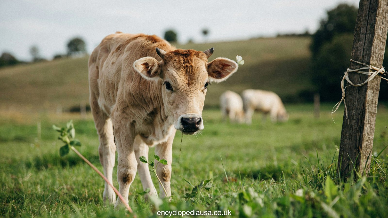 Miniature Zebu: Tiny Cattle, Huge Rewards (and a Few Risks)